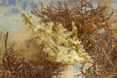 Monacanthus ciliatus