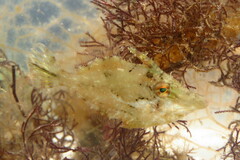 Monacanthus ciliatus