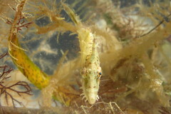 Monacanthus ciliatus