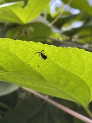 Leptoceletes basalis