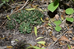 Mammillaria sphaerica