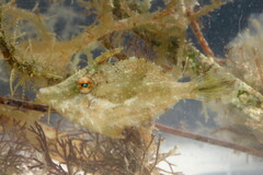 Monacanthus ciliatus