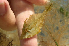 Monacanthus ciliatus