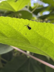 Leptoceletes basalis