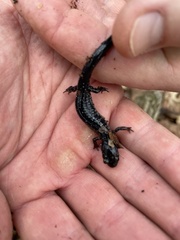 Plethodon chattahoochee
