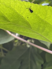 Leptoceletes basalis