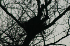 Buteo jamaicensis calurus