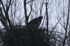 Buteo jamaicensis calurus