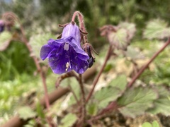 Phacelia minor