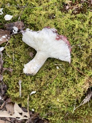 Russula vinacea