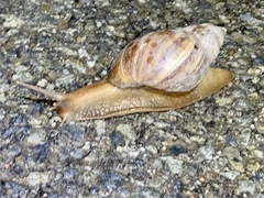 Lissachatina fulica