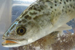 Cynoscion nebulosus