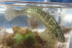Cynoscion nebulosus