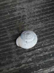 Euomphalia strigella