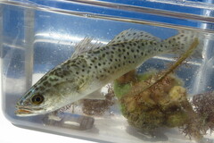 Cynoscion nebulosus