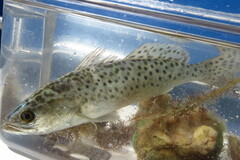 Cynoscion nebulosus