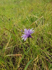 Dipterostemon capitatus