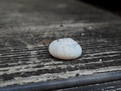 Euomphalia strigella