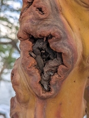 Arbutus menziesii