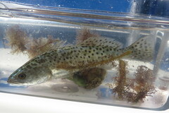 Cynoscion nebulosus