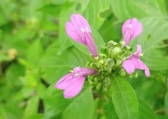 Dicliptera bivalvis