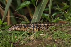 Tupinambis teguixin
