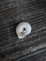 Euomphalia strigella