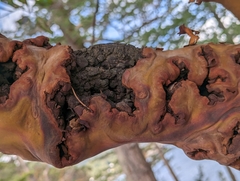 Arbutus menziesii