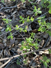 Gaultheria hispidula