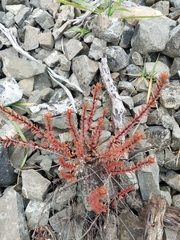 Epilobium melanocaulon