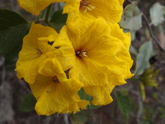 Cordia lutea
