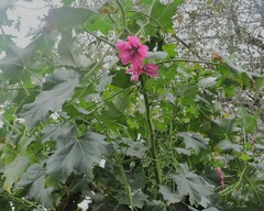 Malva assurgentiflora