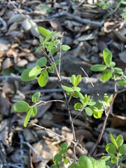 Gaultheria hispidula