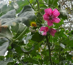 Malva assurgentiflora