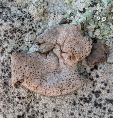 Umbilicaria phaea