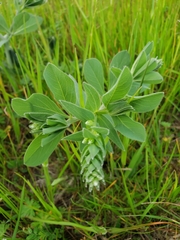 Baptisia bracteata