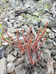 Epilobium melanocaulon