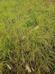 Dipterostemon capitatus