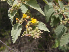 Cordia lutea