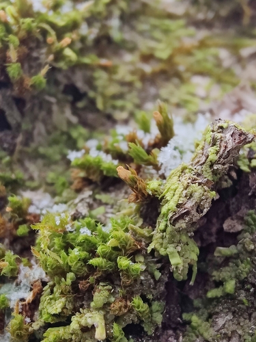Image of Ulota crispa by (c) Gus, some rights reserved (CC BY-SA)