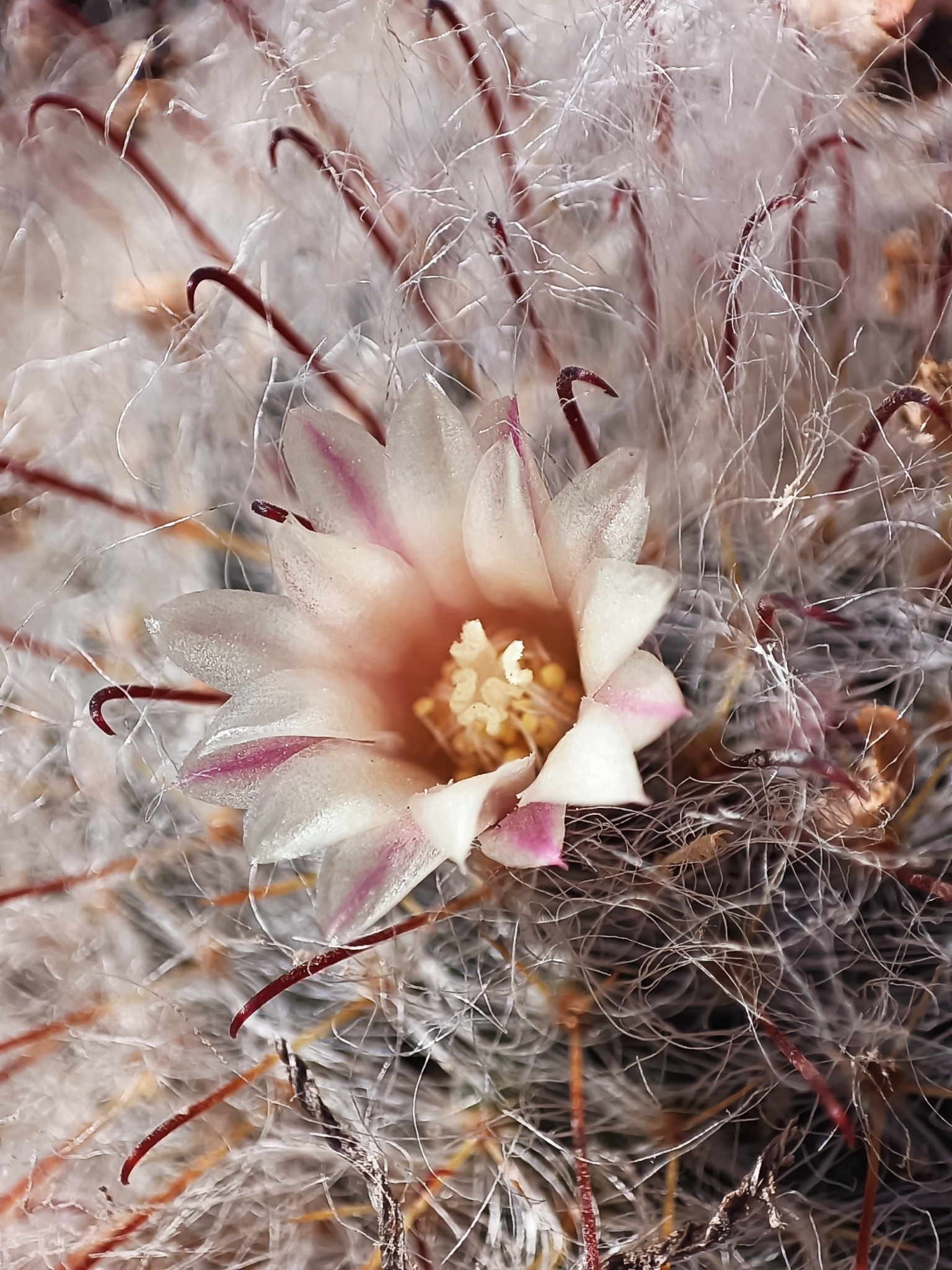 Imagem de Mammillaria bocasana é conhecida popularmente como "Cacto-pulga"
