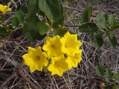 Cordia lutea