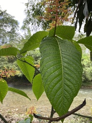 Palicourea padifolia
