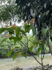 Palicourea padifolia