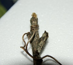 Heraclides cresphontes