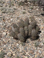 Echinocereus engelmannii