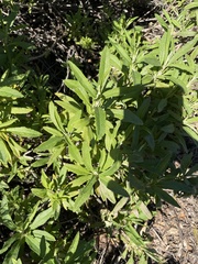 Salvia mellifera