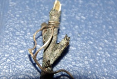 Heraclides cresphontes