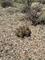 Echinocereus engelmannii
