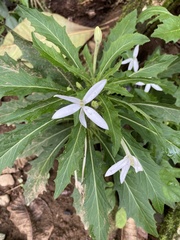 Hippobroma longiflora